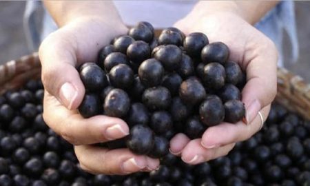 Acai Berry
